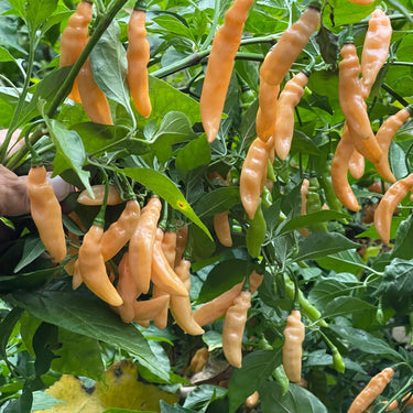 Lightning Habanero Peach - Seeds - The Pepper Pantry (Formerly Marie Sharp's)
